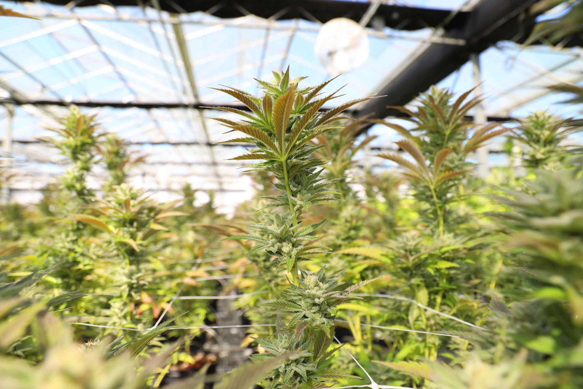 Dichtes Blattwerk von Cannabispflanzen in einem Gewächshaus