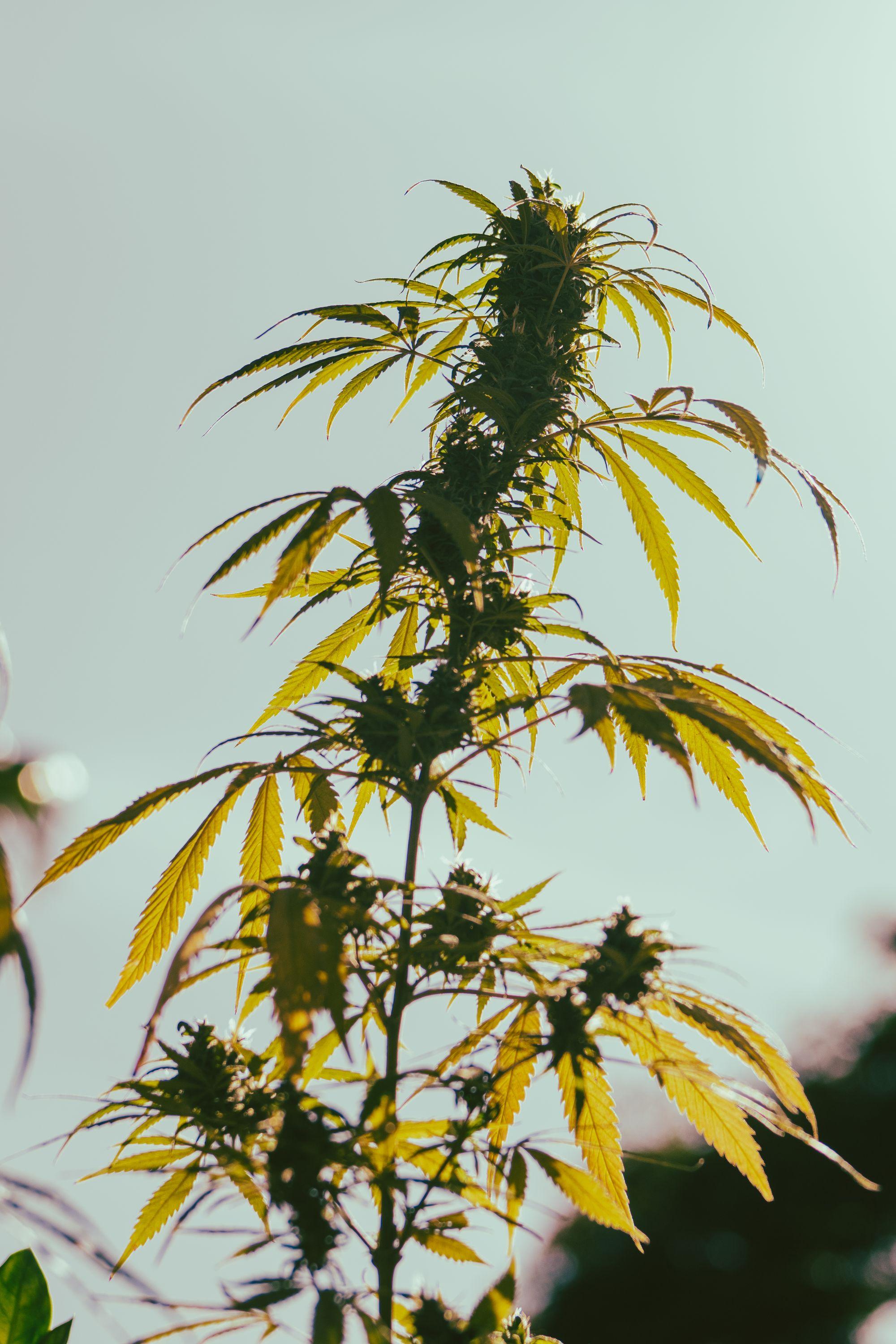 Cannabispflanze im Gegenlicht vor hellem Himmel